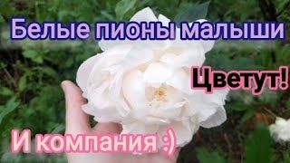 Первое цветение Белых сортов пионов. Вопрос к розоводам)))