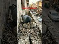 birds love together