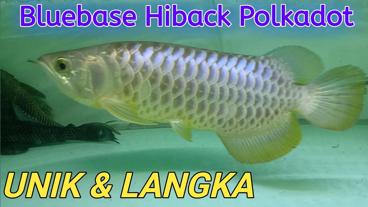 Arwana Bluebase Hiback Polkadot Youtube