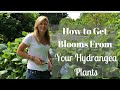 How to Get Blooms From Your Hydrangea Plants