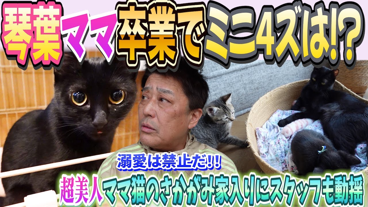 保護猫4兄弟の母 琴葉ついに卒業。ミニ4ズ母離れの日
