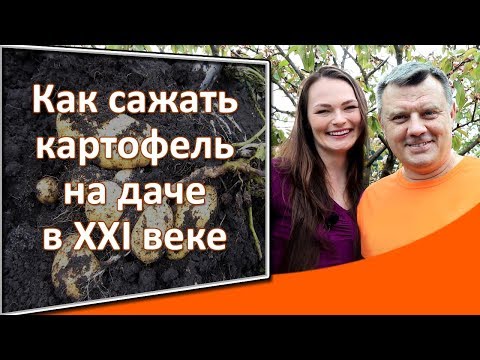 Как посадить картошку на даче Посадка картофеля под плоскорез