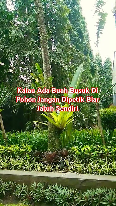 Kalau Ada Buah Busuk Di Pohon Jangan Dipetik.