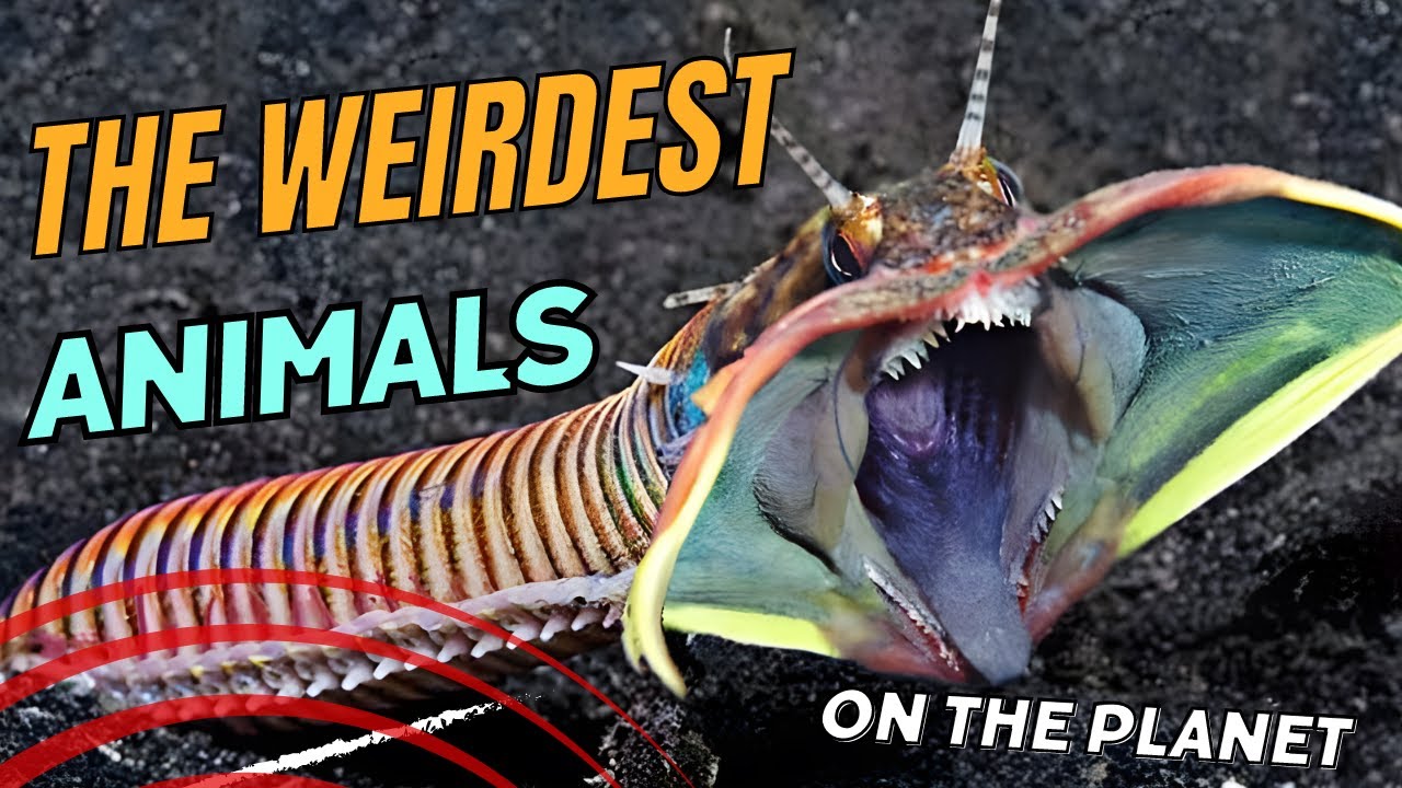 TOP 10 WEIRDEST ANIMALS - YouTube