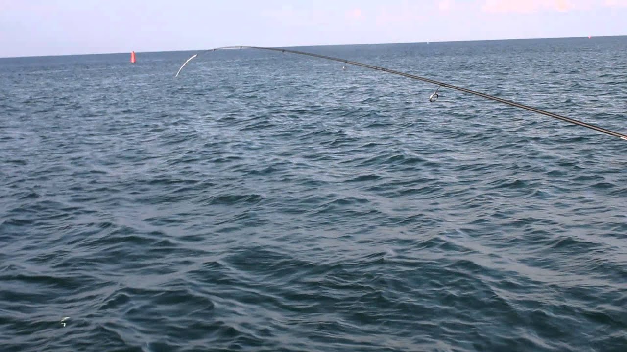 время ловли ставриды в черном море время ловли ставриды в черном море