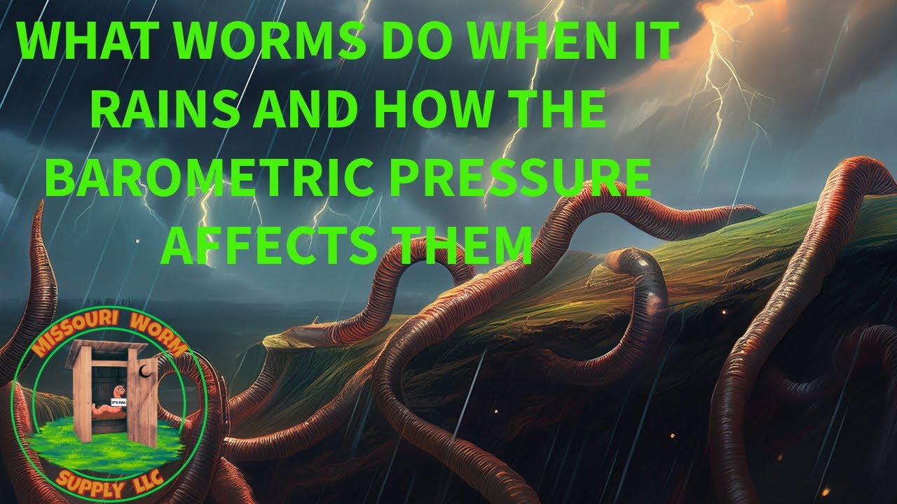 HOW THE RAIN AFFECTS YOUR WORMS - YouTube