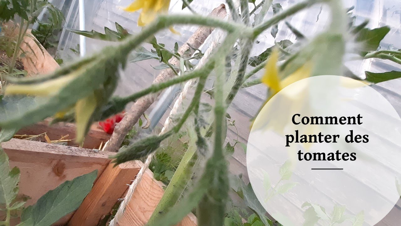 Comment bien planter des tomates - YouTube