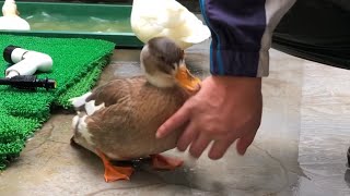 Playful Doggy Duck! (Our Pet Call Duck)