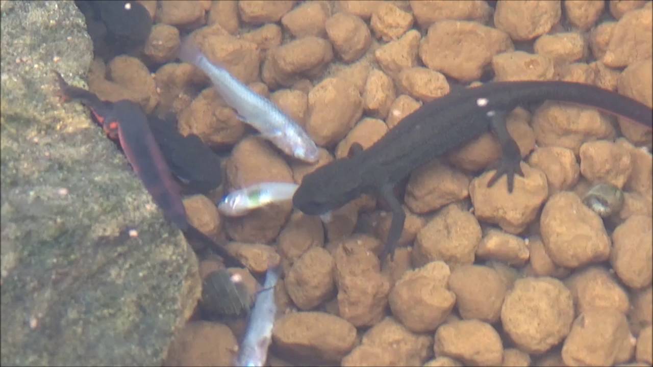 メダカ 食べ物 食べ物の写真