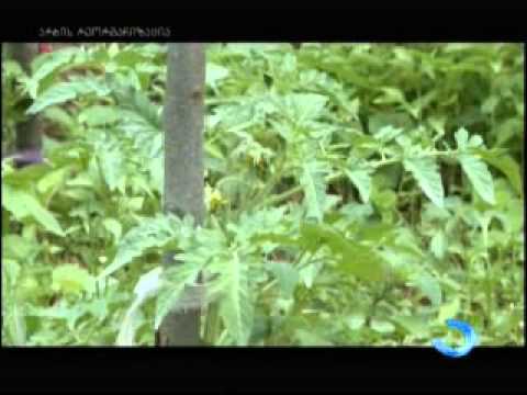 ბოსტნეულის კულტურების მოვლა-მოყვანა და მავნებელ დაავადებათა პროფილაქტიკა