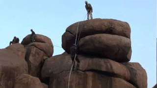 Rapelling tiger