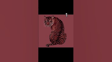 Which One is Your Favourite Tiger Drawing? #art