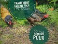 Traitement naturel pour les poules - vermifuge avec terre de diatomée et ail , coryza avec le thym