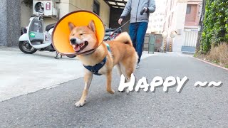 Shiba Inu gets spayed, how is her recovery? Shiba Inu Recovery Potential
