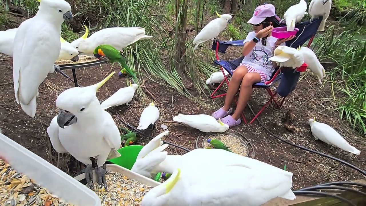 Beautiful wild cockatoos get a feed