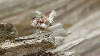Insect Walking Over Ground Log In Suburban Park Melbourne Australia 29 December 2022