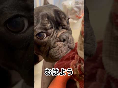 今朝の凛さんです#フレンチブルドッグ #frenchbulldog #frenchbulldoglife #frenchbulldoglover #shorts