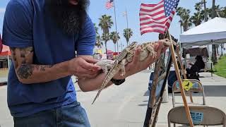 3 lizzards dragons at Venice Beach California Friday April 19, 2024 by NameOnRice  Name On Rice 100 views 3 weeks ago 37 seconds