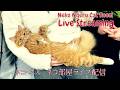 【ネコ・ネル ねこ部屋配信】NN Cat Room Live Streaming 260926