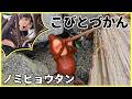 【こびとづかん】ノミビョウタンを捕まえろ！