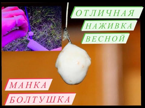 Лучшая наживка весной  МАНКА БОЛТУШКА