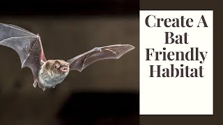 Go Batty Building A Bat Friendly Backyard Habitat Food, Water, & Shelter