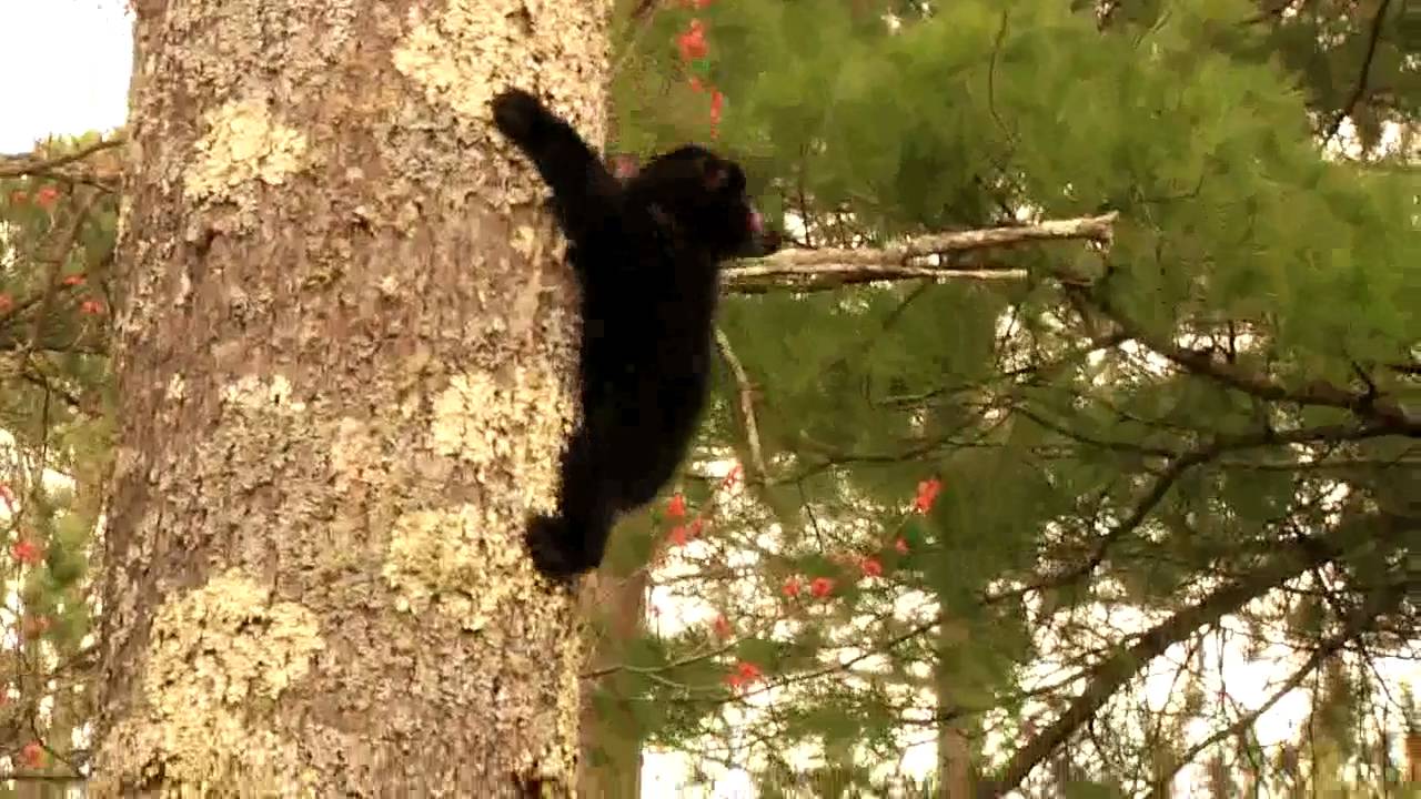 Lily the Black Bear, Hope and Faith - Faith comes down - May 8, 2011