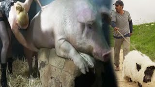穆斯林大叔養了一頭豬，為了不被發現給它披上羊皮！