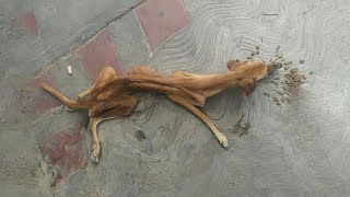 Skinny Dog Was Starved To Exhaustion, Lying Right On The Sidewalk But No One Cares
