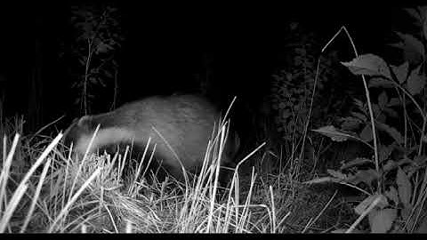 Badger in the wild - sniffing in the dark