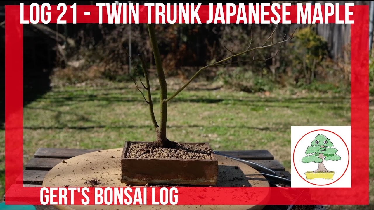 Bonsai Log 21 Twin Trunk Japanese Maple YouTube