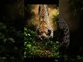 cinematic wildlife