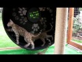 Savannah Cat Running Wheel