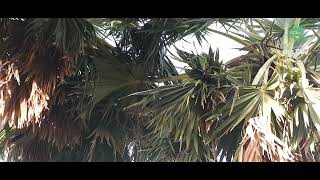 Eps 62 | Cara pindah dari pohon ke pohon lontar | Keseharian Di Dusun Huli | Pulau Sabu