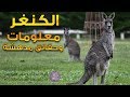 10 حقائق مثيرة عن حيوان الكنغر