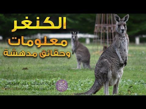 فيديو: هل يمتلك جرذ الكنغر كيس؟