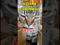 5年ぶりの再会…ではなくただの買い物帰りです。 #猫 #猫のいる暮らし #ねこ #ねこ #adorably #ショート動画 #cat #子猫 #かわいい #猫のいる生活