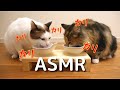 【ASMR】ずっと聞いていたくなる猫のカリカリ咀嚼音【2匹分】