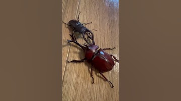 WATCH UNTIL THE END WHO WILL GIVE UP😲RHINOCEROS BEETLE VS STAG BEETLE #shorts #beetle