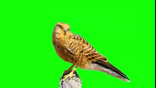 Bird Sitting On Stump On Green Screen Free Use