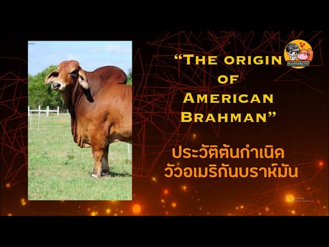 ประวัติต้นกำเนิดวัวอเมริกันบราห์มัน (The Origin of American Brahman)