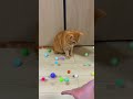 WAIT FOR IT… Reverse Magic with the Cat! 🔄😹 #asmr #cat #marblerun #satisfyling #relaxing #cute