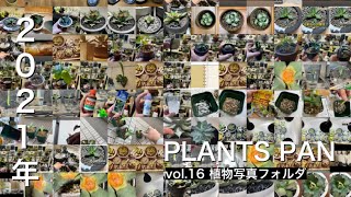2021年植物記録　アガベ･塊根･多肉･実生･観葉植物一挙公開