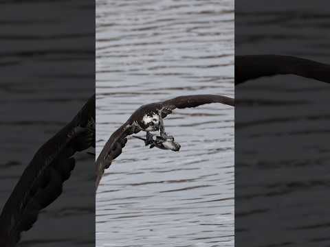 Osprey coming right ya with a huge fish🐟 Copyrighted 🎥 on Canon R1 +RF 100-500 #wildlife #ospreys