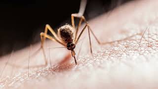 Mocquito Sound Effect, Mosquito Buzzing, Flying Mosquito Noise, Free Download, Mosquito Squeak.