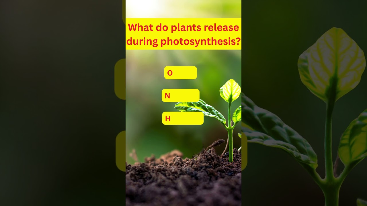 ⏱️ Quick 5 Sec Quiz Challenge 