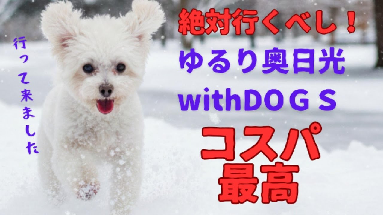 愛犬と奥日光withDOGS