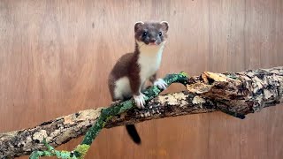 Whisper & Stuart Stoat Are Ready For Outdoors | Rescued & Returned to the Wild | Robert E Fuller