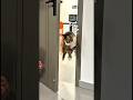 cat revenge #cat #wahyuawall #shorts