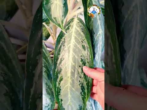 Vídeo: L'aglaonema és una planta d'interior?
